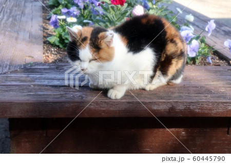 野良猫:昼寝:日向:三毛 野良猫:昼寝:日向:三毛 60445790