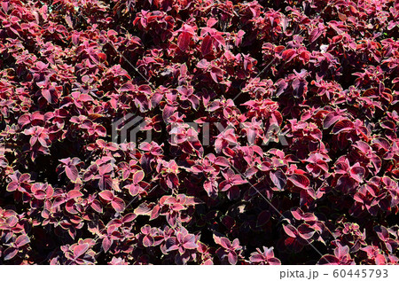 Painted nettle, decorative variegated leaves 60445793