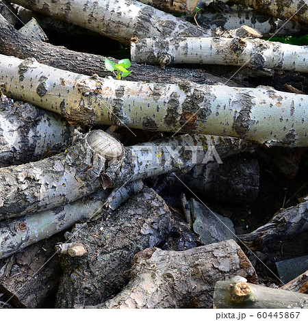 Closeup of firewood from old poplar with rough 60445867