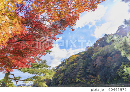 嵐山 紅葉 嵐山 紅葉 60445972