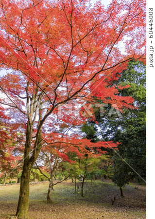 嵐山 紅葉 嵐山 紅葉 60446008