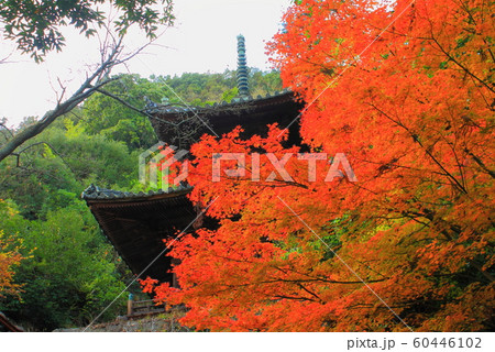 【香川県】 四国霊場 第71番札所 「弥谷寺」 多宝塔と黄葉 60446102