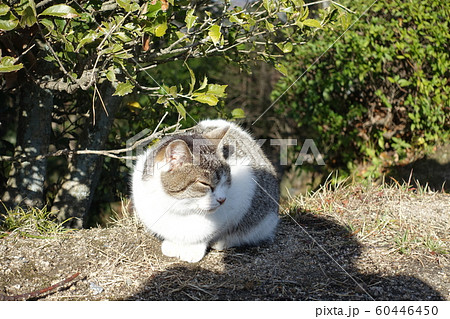 ねこ ねこ 60446450