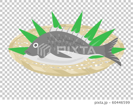 クロダイのイラスト 60446599