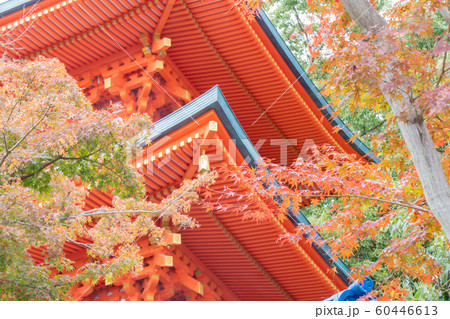 神戸・紅葉の須磨寺・三重塔 60446613
