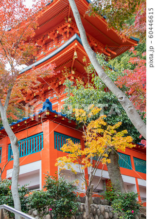 神戸・紅葉の須磨寺・三重塔 神戸・紅葉の須磨寺・三重塔 60446615