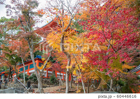 神戸・紅葉の須磨寺・三重塔 60446616