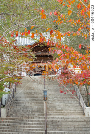 神戸・紅葉の須磨寺 神戸・紅葉の須磨寺 60446622