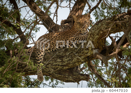 Leopard lies on tree branch looking down Leopard lies on tree branch looking down 60447010