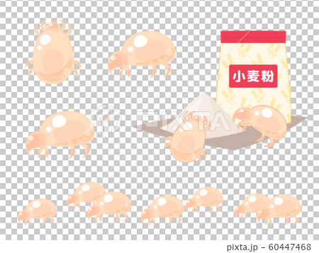 蟎類蟎蟲的插圖 蟎類蟎蟲的插圖 60447468