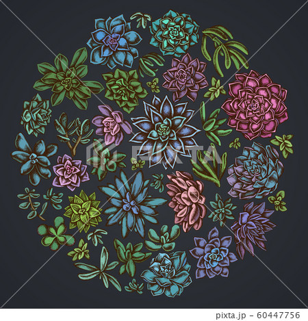 Round floral design on dark background with succulent echeveria, succulent echeveria, succulent 60447756