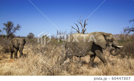 African bush elephant in Kruger National park 60447807