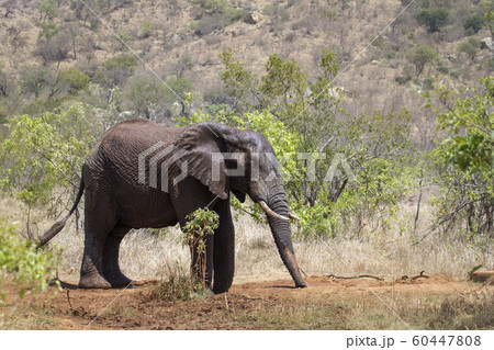 African bush elephant in Kruger National park 60447808