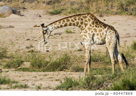 Giraffe in Kruger National park Giraffe in Kruger National park 60447869