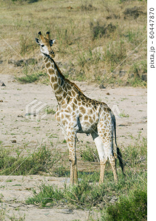 Giraffe in Kruger National park 60447870