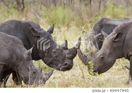 Southern white rhinoceros in Kruger National park 60447940