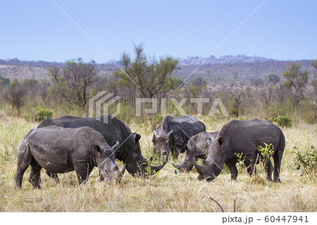 Southern white rhinoceros in Kruger National park Southern white rhinoceros in Kruger National park 60447941