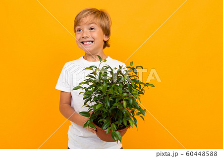 blond european boy with leafy pot plant on yellow background blond european boy with leafy pot plant on yellow background 60448588