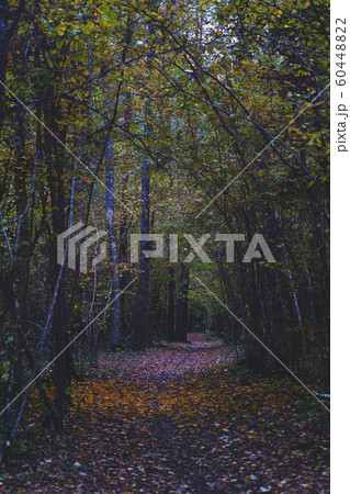 Alley in the dark forest in autumn 60448822