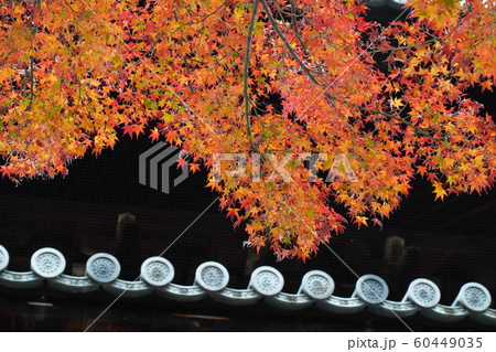 京都　南禅寺の秋 60449035