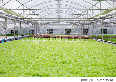 Hydroponic of lettuce farm growing in greenhouse. Hydroponic of lettuce farm growing in greenhouse. 60449548