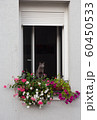 Cat siting at window which has flowers and looking 60450533