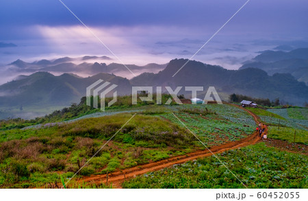 Dirt road with direction along green chinese kale farm with the ray light Dirt road with direction along green chinese kale farm with the ray light 60452055