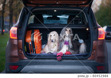 Two elegant Afghan hounds in the car, the concept 60452988
