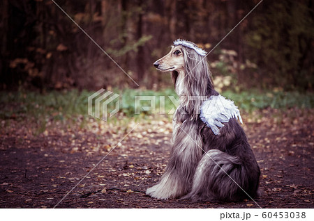 Angel dog, portrait of a dog in the image of an Angel dog, portrait of a dog in the image of an 60453038