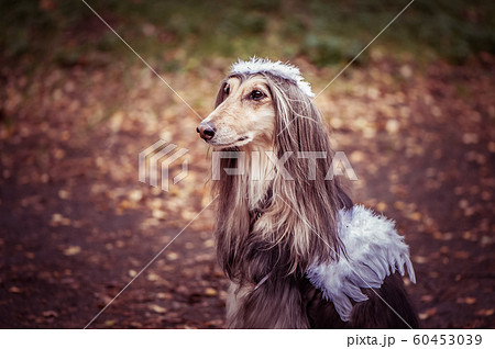 Angel dog, portrait of a dog in the image of an Angel dog, portrait of a dog in the image of an 60453039
