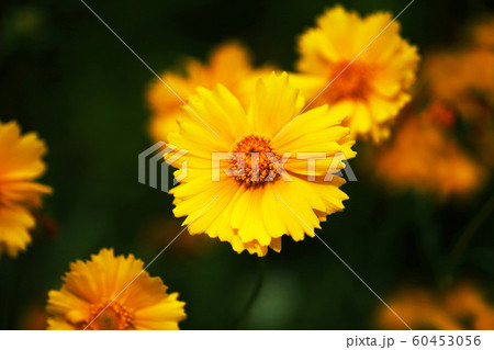 キバナコスモスの花 60453056