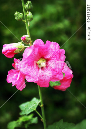 ホリホック　紅色の花 60453057