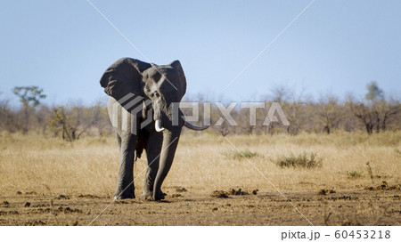 African bush elephant in Kruger National park African bush elephant in Kruger National park 60453218