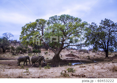 African bush elephant in Kruger National park 60453222