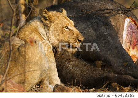 Lion in Kruger National park 60453265
