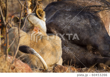 Lion in Kruger National park Lion in Kruger National park 60453266