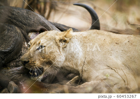 Lioness in Kruger National park 60453267