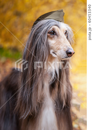 stylish Afghan hound, dog, in a military cap - Stock Photo [60453340] -  PIXTA