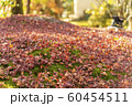 落ち葉 60454511