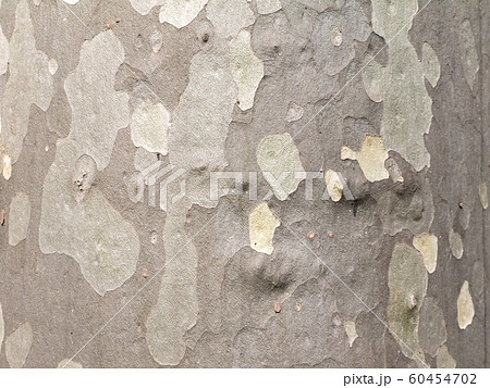 Bark of the plane tree Bark of the plane tree 60454702
