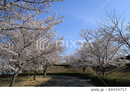 桜　ソメイヨシノ　さくらの丘 60454717