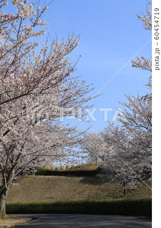 桜　ソメイヨシノ　さくらの丘 60454719