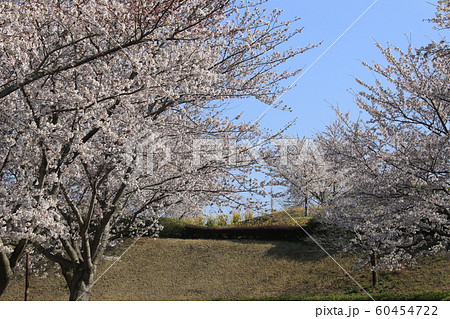 桜　ソメイヨシノ　さくらの丘 60454722
