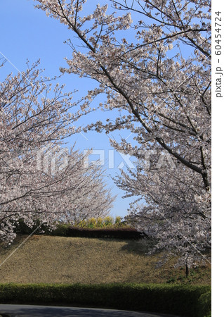 桜　ソメイヨシノ　さくらの丘 60454724