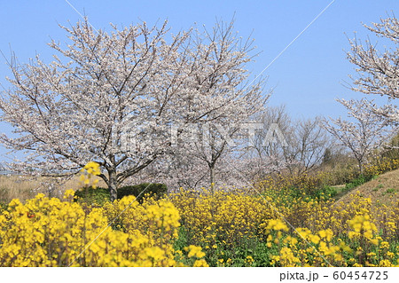 桜　ソメイヨシノ　さくらの丘 60454725