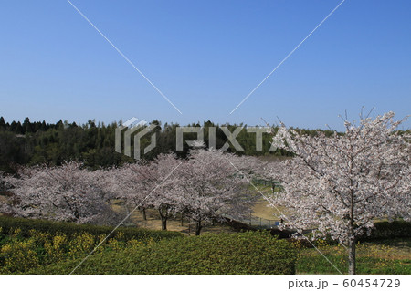 桜　ソメイヨシノ　さくらの丘 60454729