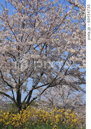 桜　ソメイヨシノ　さくらの丘 60454730