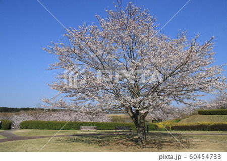 桜 ソメイヨシノ さくらの丘 桜 ソメイヨシノ さくらの丘 60454733