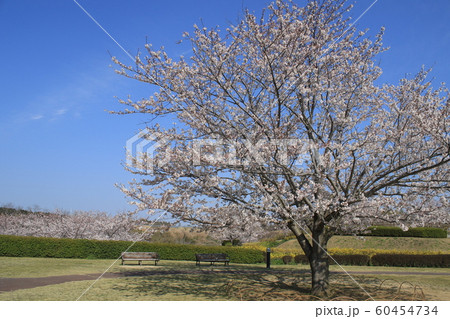 桜 ソメイヨシノ さくらの丘 桜 ソメイヨシノ さくらの丘 60454734