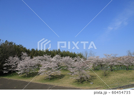桜　ソメイヨシノ　さくらの丘 60454735